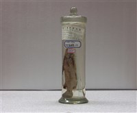 藏品(斑海鯰)的圖片